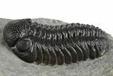 Beautiful Morocops Trilobite - Ofaten, Morocco #348433-3